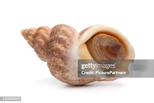 Conch Label Fresh Conch With Engraved Pattern And Flesh Inside High-Res Stock Photo ...