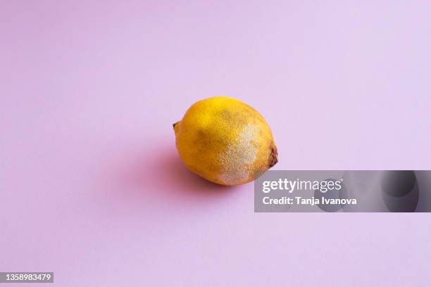 lemon with mold on purple background - moisissure photos et images de collection