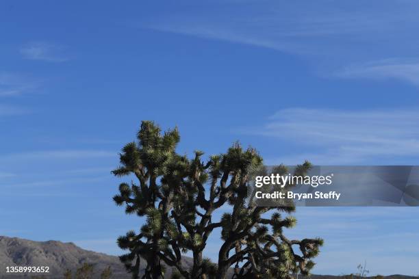 joshua tree - mojave yucca stock pictures, royalty-free photos & images