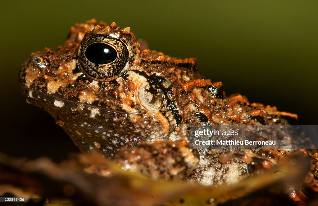 Close up of Eleutherodactylus