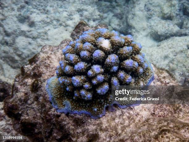 purple acropora coral on the house reef of rannalhi island, maldives - acropora sp stock pictures, royalty-free photos & images