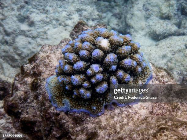 purple acropora coral on the house reef of rannalhi island, maldives - male imagens e fotografias de stock