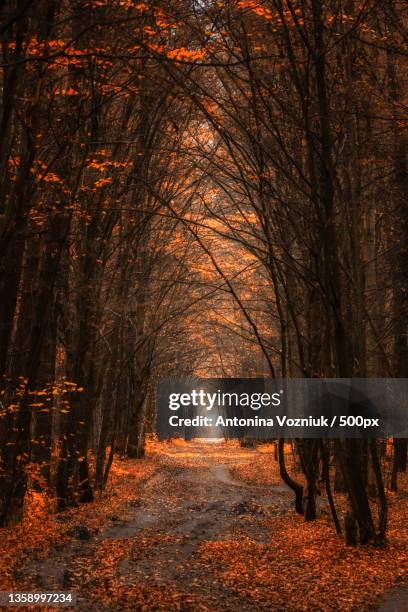trees in forest during autumn,ukraine - ukraine landscape stock-fotos und bilder