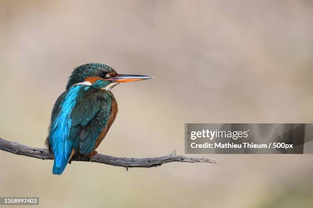 close-up of kingfisher perching on branch - common kingfisher fotografías e imágenes de stock