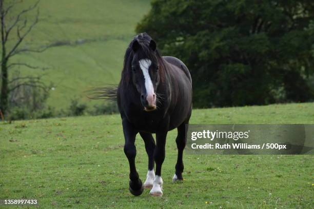 welsh mountain pony,full length of thoroughbred horse walking on field,united kingdom,uk - friesian horse stock pictures, royalty-free photos & images