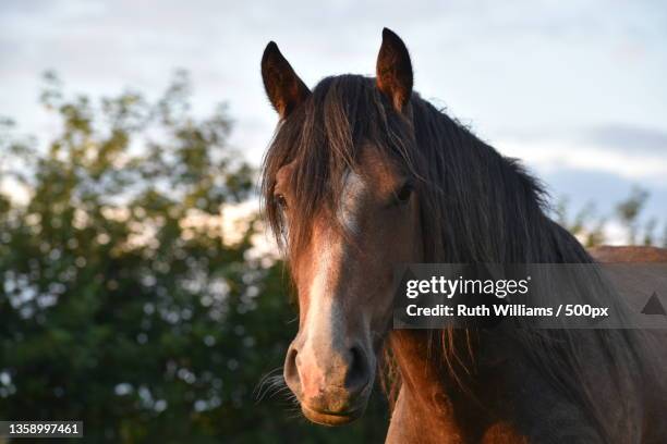 young stallion,portrait of thoroughbred horse standing against sky,united kingdom,uk - mähne stock-fotos und bilder