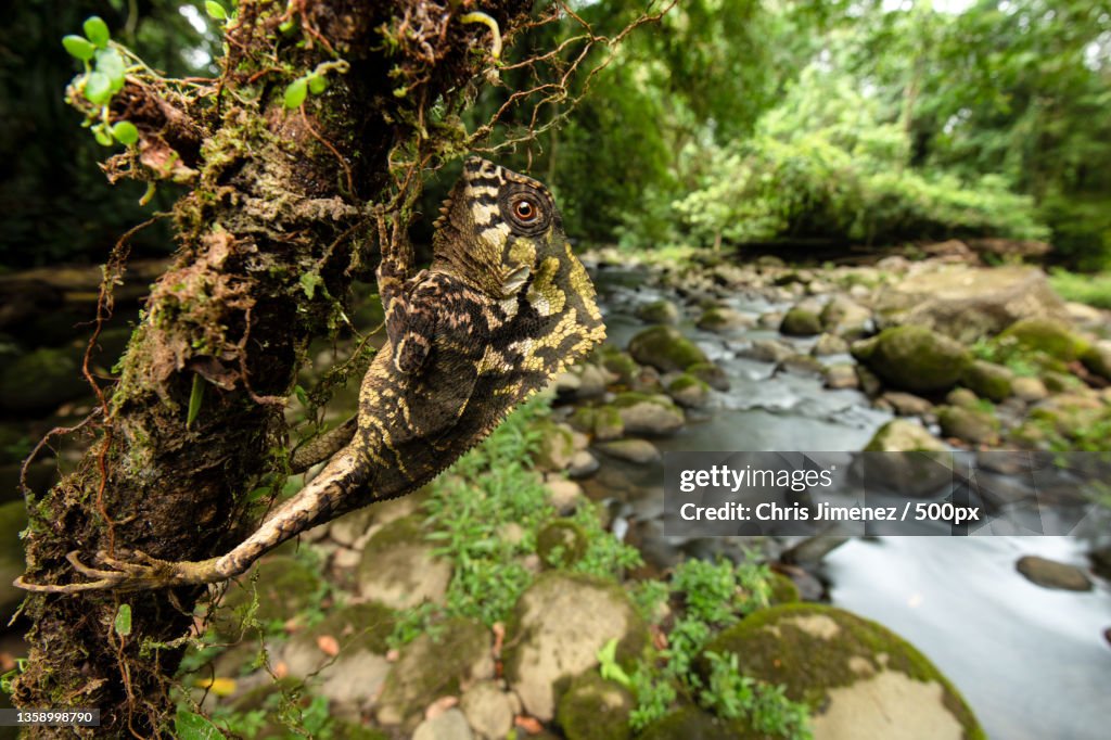 Helmeted Lizard by the river side,Costa Rica