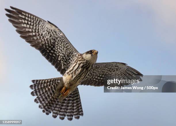 amur falcon,low angle view of hawk of prey flying against clear sky,singapore - peregrine falcon stockfoto's en -beelden