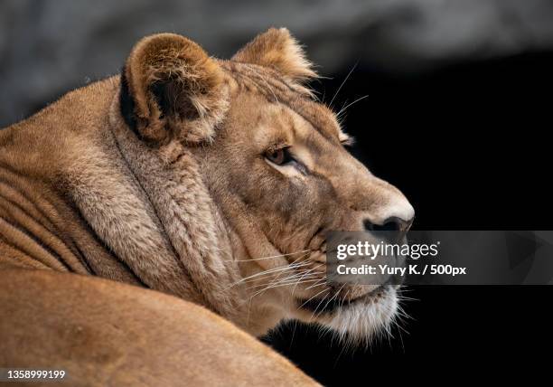 lioness,close-up of lion looking away - schnurrhaar stock-fotos und bilder