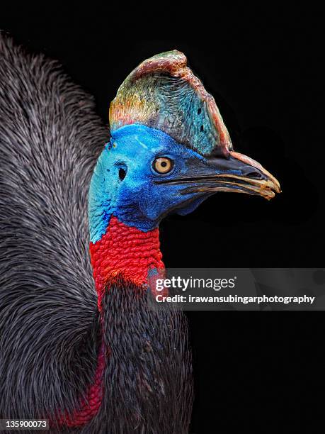 cassowary - cassowary stock pictures, royalty-free photos & images