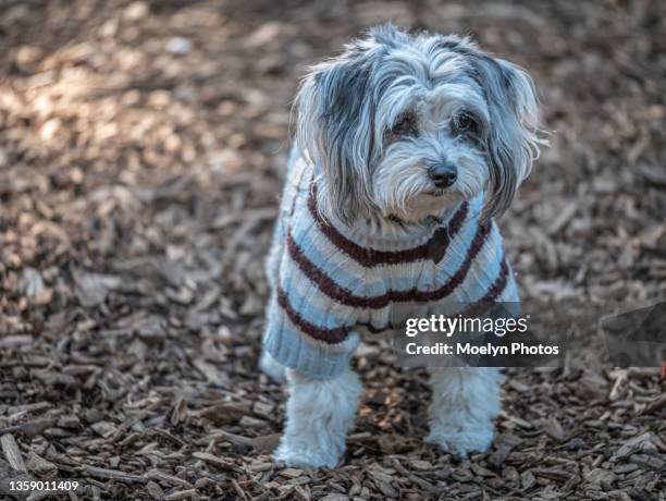 cute little dog wearing a sweater - lead off stock pictures, royalty-free photos & images