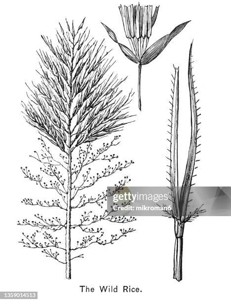 Wild Rice Tools Drawing.pdf Wild Rice Plant Photos and Premium High Res Pictures - Getty Images