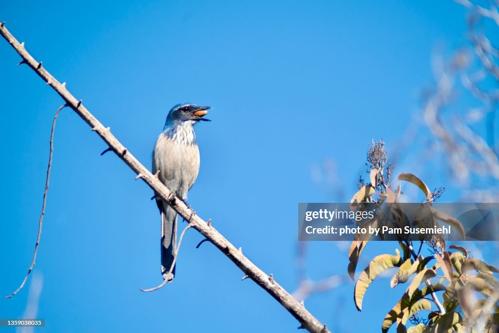 Scrub Jay with Live Oak Acorn in Beak