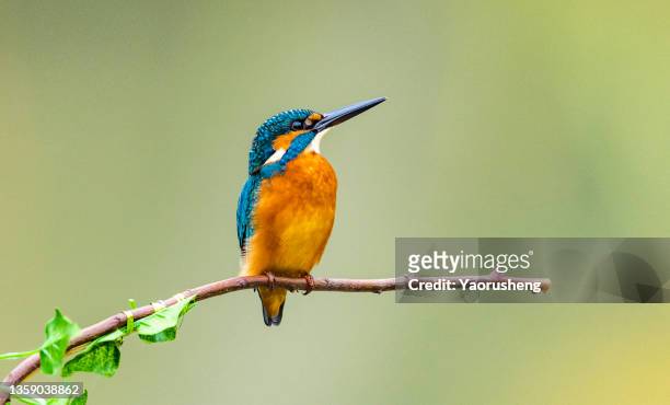 kingfisher - bird portraits stock-fotos und bilder