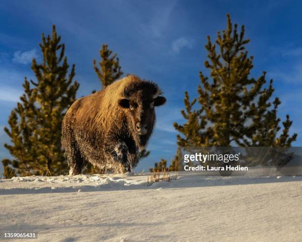 american bison in winter - icehorn stock pictures, royalty-free photos & images