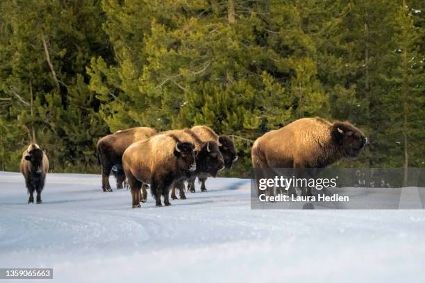 american bison herd in winter - survival pack stock pictures, royalty-free photos & images