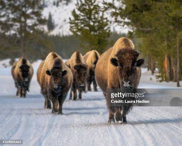 american bison herd in winter - mammal stock pictures, royalty-free photos & images