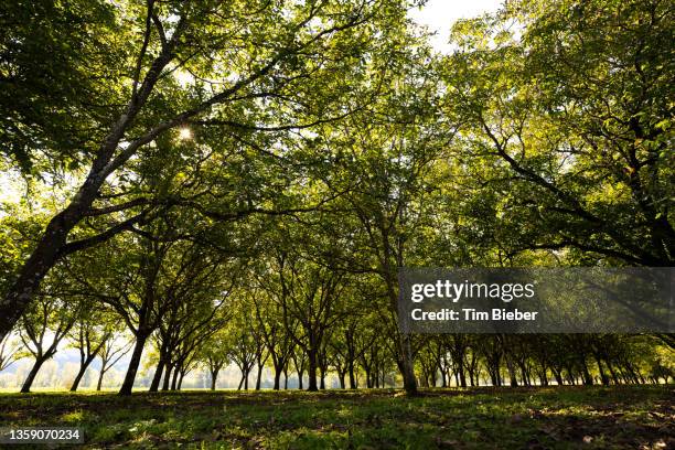 a grove of walnut trees in france - dappled sunlight stock pictures, royalty-free photos & images
