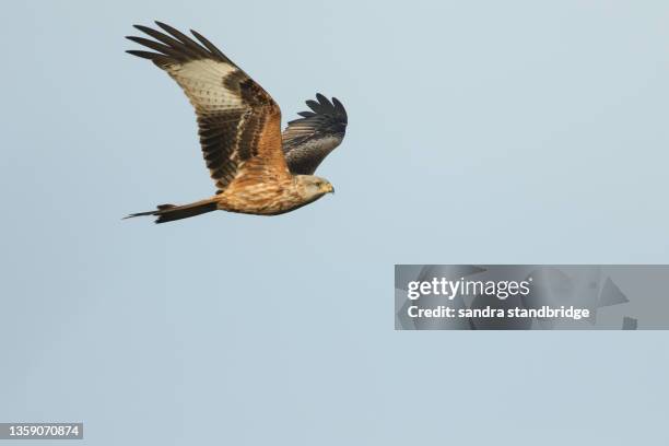 a magnificent red kite, milvus milvus, flying in the blue sky. - kite bird stock pictures, royalty-free photos & images