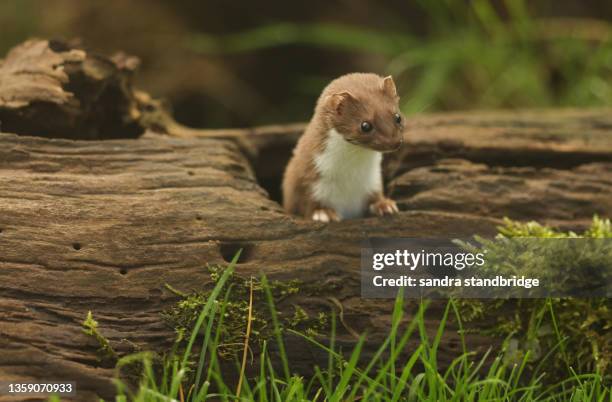 a cute weasel, mustela nivalis, coming out of a log at the british wildlife centre. - weasel stock pictures, royalty-free photos & images
