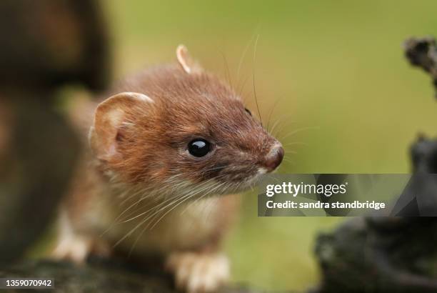 a headshot of a stoat, mustela erminea, in a tree stump at the british wildlife centre. - stoat stock pictures, royalty-free photos & images