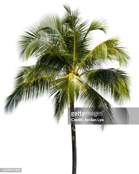 coconut palm tree on white - palmboom stockfoto's en -beelden