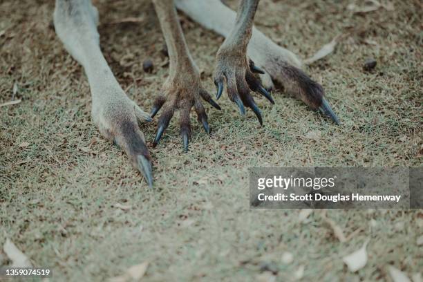 kangaroo claws - pointed foot stock pictures, royalty-free photos & images
