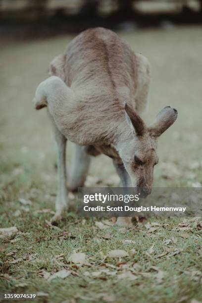 Distorted Kangaroo 119 Kangaroo Predators Stock Photos, High-Res Pictures, and Images ...