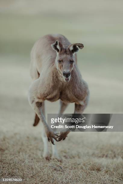 kangaroo jumping - pointed foot stock pictures, royalty-free photos & images