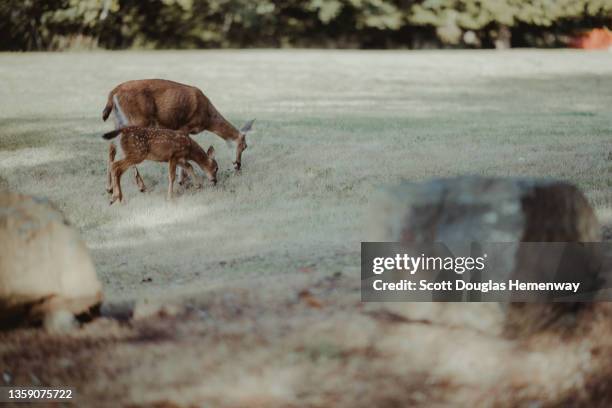 deer and fawn in nature - doe foot stock pictures, royalty-free photos & images