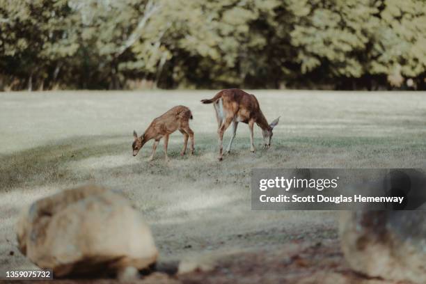 deer and fawn in nature - doe foot stock pictures, royalty-free photos & images