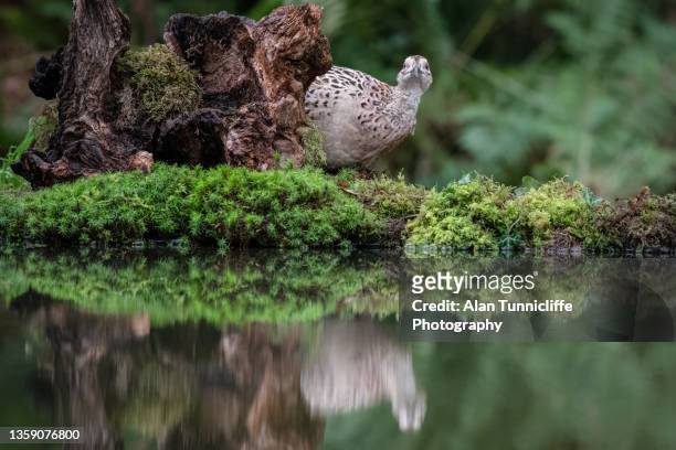 female pheasant - piscina riflettente foto e immagini stock