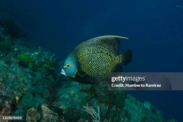 french angelfish. - acanthuridae stock pictures, royalty-free photos & images