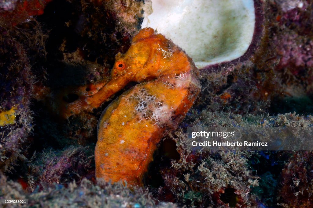 Longsnout Seahorse.