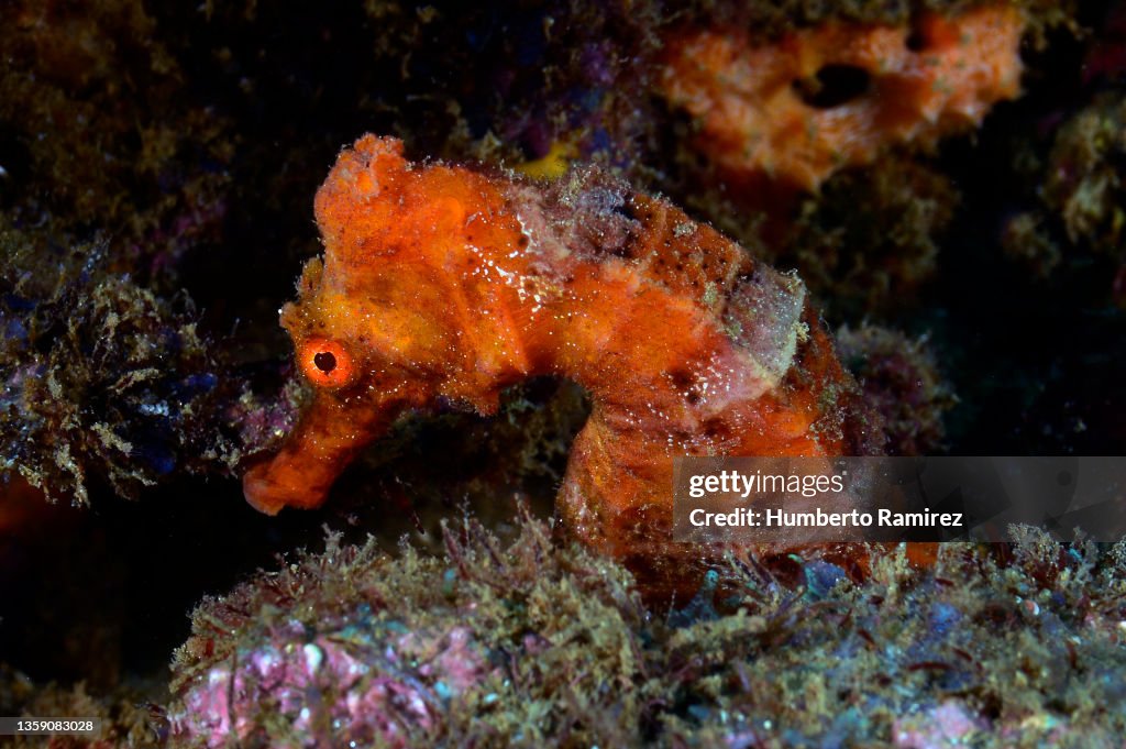 Longsnout Seahorse.