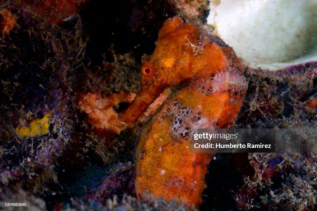 Longsnout Seahorse.