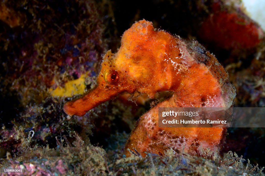 Longsnout Seahorse.