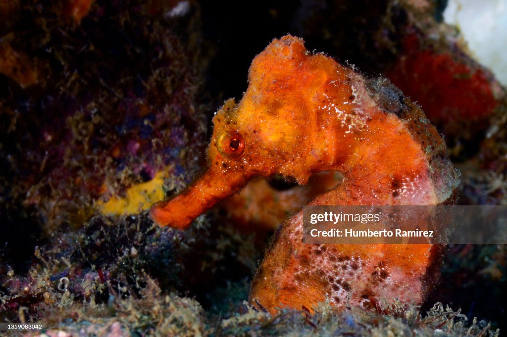Longsnout Seahorse.