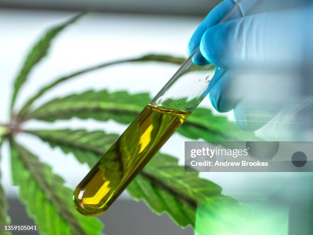 close-up of test tube containing cbd oil in lab - cannabis oil - fotografias e filmes do acervo