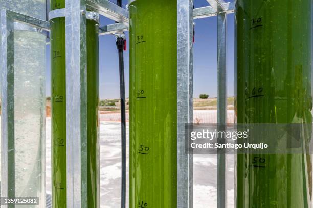 tubular bioreactors filled with green algae fixing carbon dioxide - alge stock-fotos und bilder