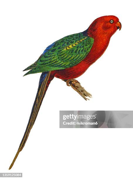 old chromolithograph illustration of ornithology - the australian king parrot - king parrot stock pictures, royalty-free photos & images