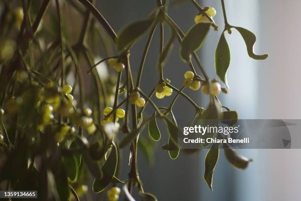 xmas ornament and mistletoe - mistel stock-fotos und bilder