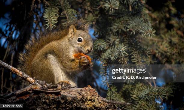 squirrel eating in a tree - american red squirrel stock pictures, royalty-free photos & images