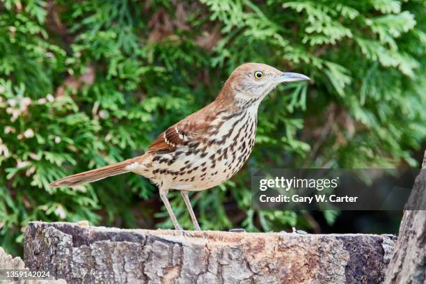 brown thrasher - sichelspötter stock-fotos und bilder