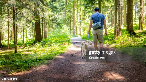 walking dog on leash in countryside on sunny summer day - dog walker 個照片及圖片檔