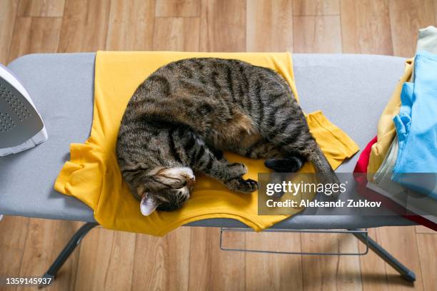a striped fluffy gray kitten or cat sleeps on the ironing board, prevents the hostess from ironing clothes. next to it is a stack of bright, clean, ironed clothes. favorite pets. the concept of homework, lack of time for household chores. home life. - comfort zone stock pictures, royalty-free photos & images