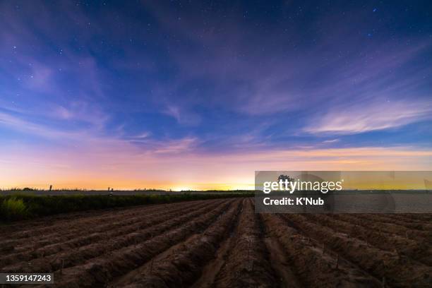 view of potato farm after harvest festival in argiculture environmental field after beautiful sunset and star over the road for transportation - sunrise fort lauderdale stock pictures, royalty-free photos & images