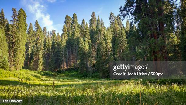 sequoia national forest,trees growing in forest against sky,tulare county,california,united states,usa - josh utley stock-fotos und bilder