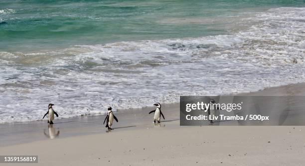 south africa,people at beach - african penguin stock-fotos und bilder