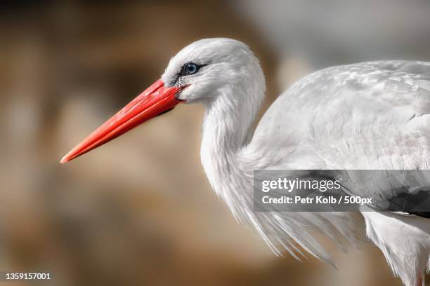 ciconia ciconia,close-up of stork - ooievaar stockfoto's en -beelden